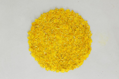 Loewenzahnbluetenkreis, Inkjetprint 100x66 cm